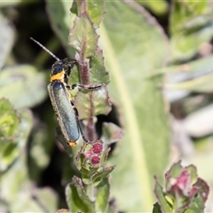 Chauliognathus lugubris (Plague Soldier Beetle) at Mount Clear, ACT - 16 Nov 2024 by SWishart