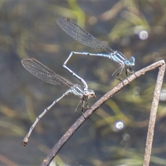 Austrolestes leda (Wandering Ringtail) at Mount Clear, ACT - 16 Nov 2024 by SWishart