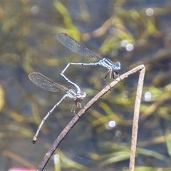 Austrolestes leda at Mount Clear, ACT - 16 Nov 2024 01:14 PM