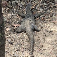 Varanus rosenbergi (Heath or Rosenberg's Monitor) at Kelgoola, NSW - 17 Nov 2024 by ScottandMandy