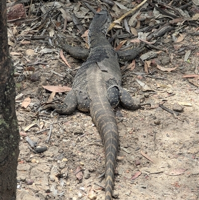 Varanus rosenbergi (Heath or Rosenberg's Monitor) at Kelgoola, NSW - 17 Nov 2024 by MandyandScott