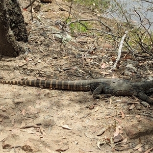 Varanus rosenbergi at Kelgoola, NSW - suppressed