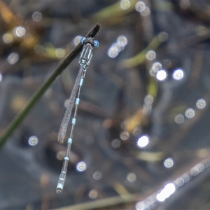 Austrolestes leda at Mount Clear, ACT - 16 Nov 2024 01:15 PM