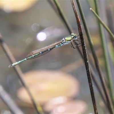 Austrolestes cingulatus (Metallic Ringtail) at Mount Clear, ACT - 16 Nov 2024 by SWishart