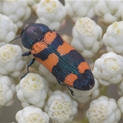 Castiarina kershawi (A jewel beetle) at Bungonia, NSW - 17 Nov 2024 by AlisonMilton