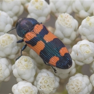 Castiarina kershawi at Bungonia, NSW - 17 Nov 2024