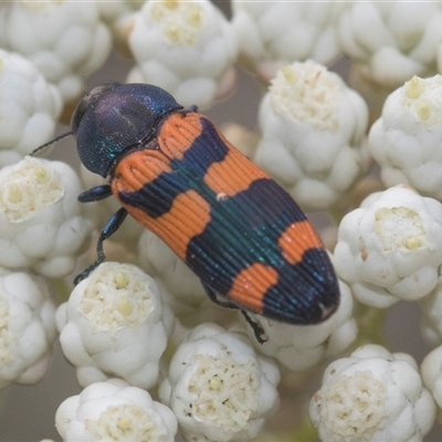 Castiarina kershawi (A jewel beetle) at Bungonia, NSW - 17 Nov 2024 by AlisonMilton