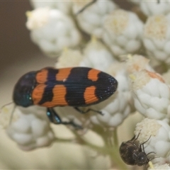 Castiarina kershawi at Bungonia, NSW - 17 Nov 2024