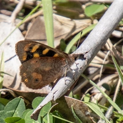 Argynnina cyrila (Forest Brown, Cyril's Brown) at Mount Clear, ACT - 16 Nov 2024 by SWishart