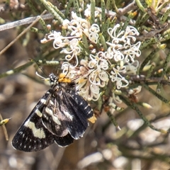 Phalaenoides tristifica (Willow-herb Day-moth) at Mount Clear, ACT - 16 Nov 2024 by SWishart