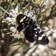 Phalaenoides tristifica at Mount Clear, ACT - 16 Nov 2024