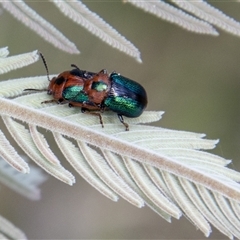 Calomela curtisi (Acacia leaf beetle) at Mount Clear, ACT - 16 Nov 2024 by SWishart