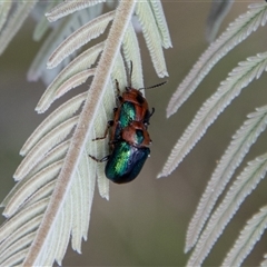 Calomela curtisi at Mount Clear, ACT - 16 Nov 2024 02:14 PM