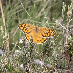 Heteronympha merope (Common Brown Butterfly) at Mount Clear, ACT - 16 Nov 2024 by SWishart