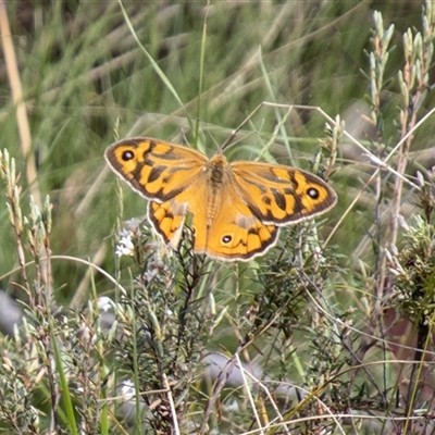 Heteronympha merope (Common Brown Butterfly) at Mount Clear, ACT - 16 Nov 2024 by SWishart