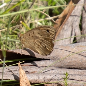 Heteronympha merope at Mount Clear, ACT - 16 Nov 2024 02:49 PM