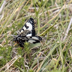 Agaristodes feisthamelii at Mount Clear, ACT - 16 Nov 2024