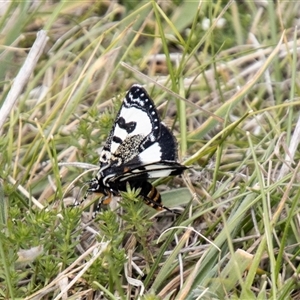 Agaristodes feisthamelii at Mount Clear, ACT - 16 Nov 2024