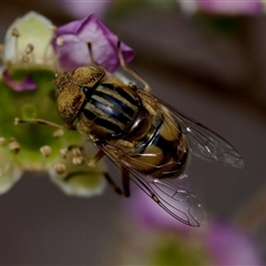 Eristalinus punctulatus (Golden Native Drone Fly) at Florey, ACT - 14 Nov 2024 by KorinneM