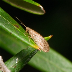 Micromus tasmaniae at Downer, ACT - 18 Nov 2024 by RobertD