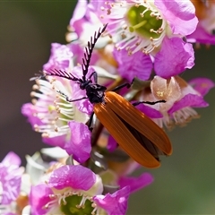 Porrostoma rhipidium at Florey, ACT - suppressed