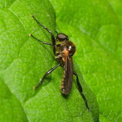 Bibio imitator (Garden maggot) at Downer, ACT - 18 Nov 2024 by RobertD