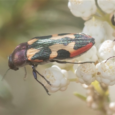 Castiarina interstitialis (A jewel beetle) at Bungonia, NSW - 17 Nov 2024 by AlisonMilton
