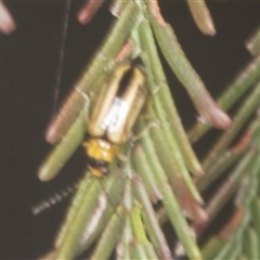 Monolepta froggatti (Leaf beetle) at Bungonia, NSW - 16 Nov 2024 by AlisonMilton