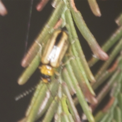 Monolepta froggatti (Leaf beetle) at Bungonia, NSW - 16 Nov 2024 by AlisonMilton