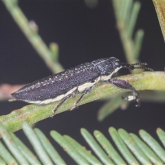 Rhinotia sp. (genus) (Unidentified Rhinotia weevil) at Bungonia, NSW - 16 Nov 2024 by AlisonMilton