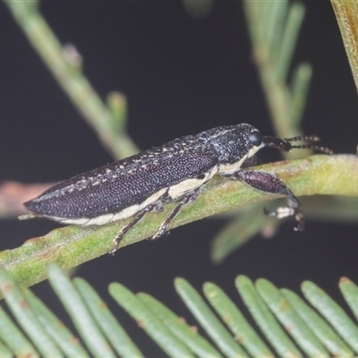 Rhinotia sp. (genus) (Unidentified Rhinotia weevil) at Bungonia, NSW - 17 Nov 2024 by AlisonMilton