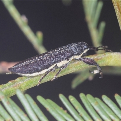 Rhinotia sp. (genus) (Unidentified Rhinotia weevil) at Bungonia, NSW - 17 Nov 2024 by AlisonMilton