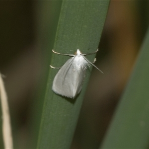 Tipanaea patulella at Bungonia, NSW - 17 Nov 2024