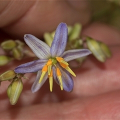 Dianella longifolia (Pale Flax Lily) at Bungonia, NSW - 16 Nov 2024 by AlisonMilton