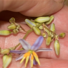 Dianella longifolia at Bungonia, NSW - 17 Nov 2024 10:20 AM