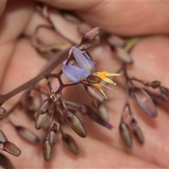 Dianella longifolia at Bungonia, NSW - 17 Nov 2024 10:20 AM