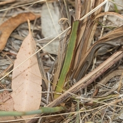 Dianella longifolia at Bungonia, NSW - 17 Nov 2024 10:20 AM