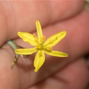 Tricoryne elatior at Bungonia, NSW - 17 Nov 2024