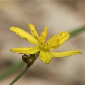 Tricoryne elatior at Bungonia, NSW - 17 Nov 2024