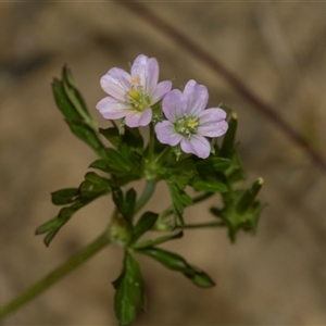 Geranium sp. Pleated sepals (D.E.Albrecht 4707) Vic. Herbarium at Bungonia, NSW - 17 Nov 2024