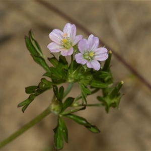 Geranium sp. Pleated sepals (D.E.Albrecht 4707) Vic. Herbarium at Bungonia, NSW - 17 Nov 2024