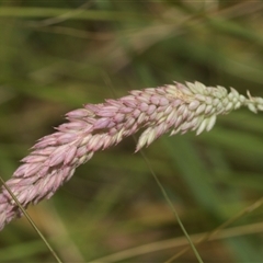 Holcus lanatus (Yorkshire Fog) at Bungonia, NSW - 16 Nov 2024 by AlisonMilton