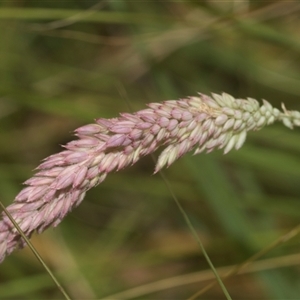 Holcus lanatus at Bungonia, NSW - 17 Nov 2024