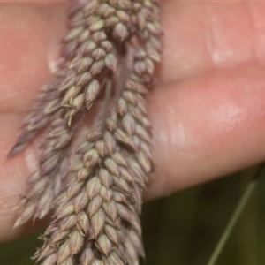 Holcus lanatus at Bungonia, NSW - 17 Nov 2024