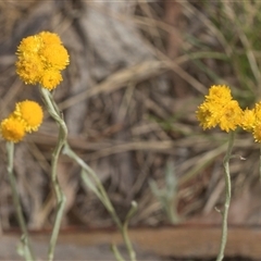 Chrysocephalum apiculatum (Common Everlasting) at Bungonia, NSW - 16 Nov 2024 by AlisonMilton