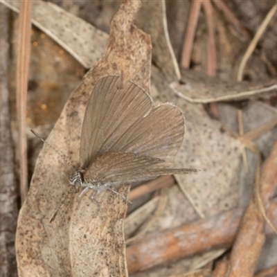 Zizina otis (Common Grass-Blue) at Bungonia, NSW - 17 Nov 2024 by AlisonMilton