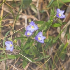 Veronica gracilis (Slender Speedwell) at Bungonia, NSW - 17 Nov 2024 by AlisonMilton