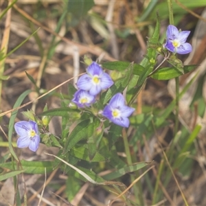 Veronica gracilis at Bungonia, NSW - 17 Nov 2024 10:08 AM