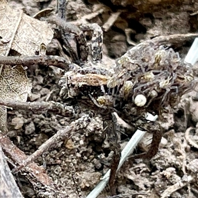 Venatrix sp. (genus) (Unidentified Venatrix wolf spider) at Kambah, ACT - 12 Nov 2024 by LinePerrins