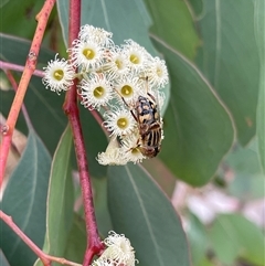 Eristalinus punctulatus (Golden Native Drone Fly) at Kambah, ACT - 11 Nov 2024 by LinePerrins